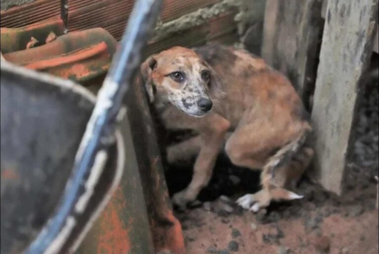 Casos de abuso sexual contra animais acendem alerta no Tocantins; especialistas cobram políticas públicas urgentes