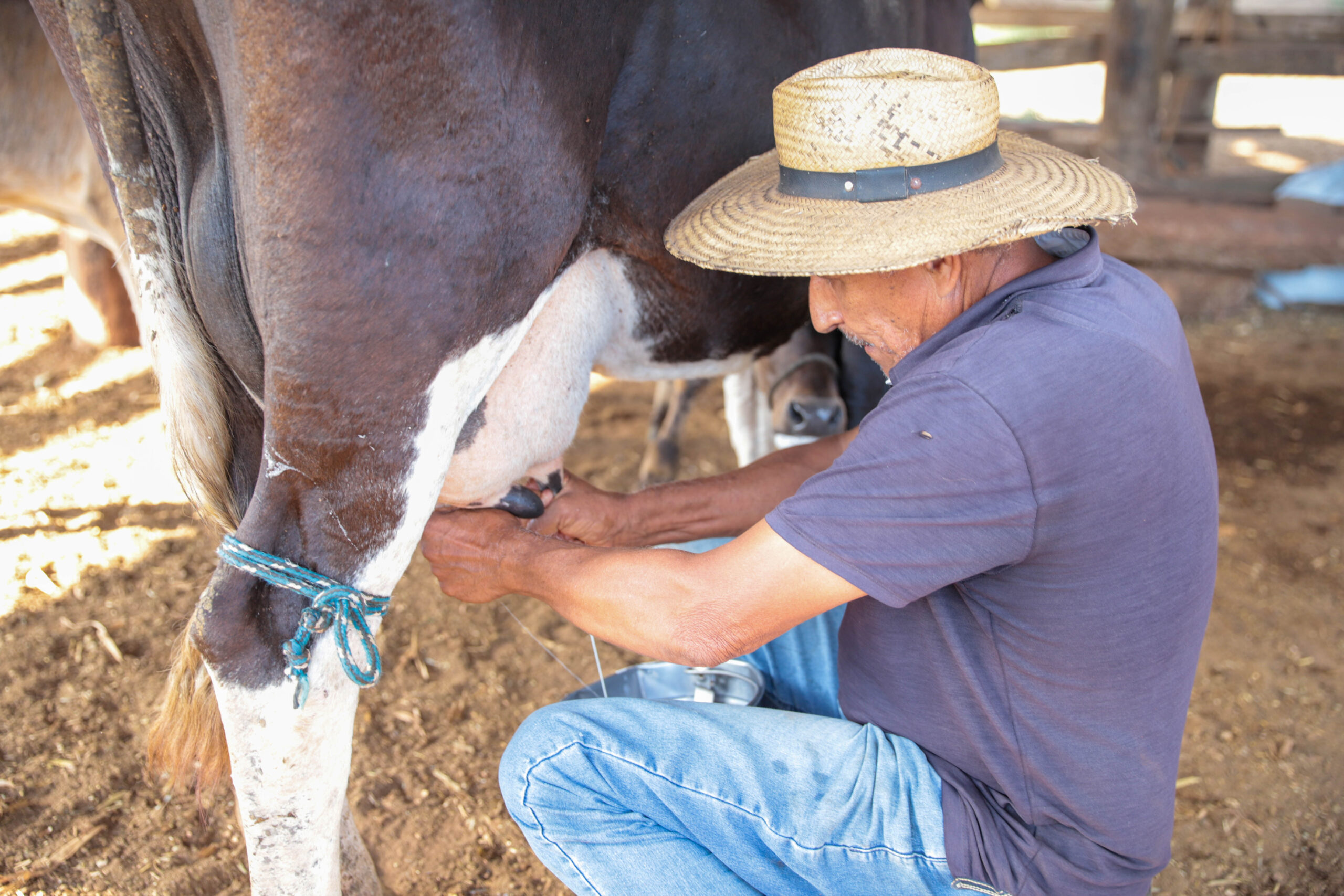 Homem de chapéu ordenha uma vaca manualmente com balde metálico.